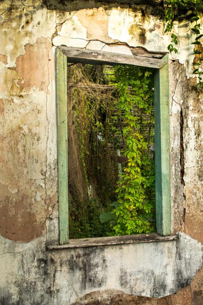 Porta de uma ruína tomada por vegetação verde, em parede de reboco desgastado.
